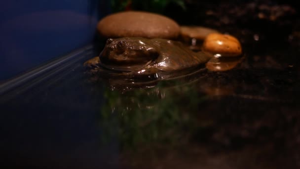 Schokoladengehörnter Frosch Auf Sand — Stockvideo