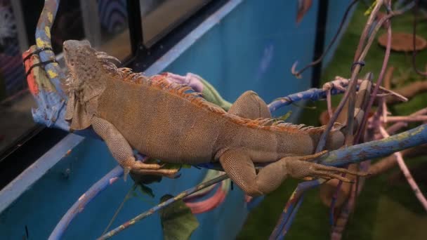 Lagarto Gigante Está Una Rama Durante Día — Vídeos de Stock