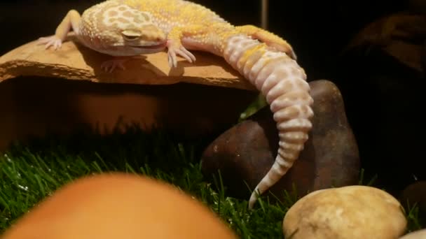 Gecko Dormindo Durante Dia — Vídeo de Stock