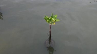 Mangrov, Hint-Pasifik bölge nehir kıyısında ve deniz kenarında buldum. Mangrov genellikle toprak üstünde çok sayıda karışık kökleri vardır ve yoğun çalılıkları formu.