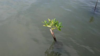 Mangrov, Hint-Pasifik bölge nehir kıyısında ve deniz kenarında buldum. Mangrov genellikle toprak üstünde çok sayıda karışık kökleri vardır ve yoğun çalılıkları formu.