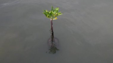 Mangrov, Hint-Pasifik bölge nehir kıyısında ve deniz kenarında buldum. Mangrov genellikle toprak üstünde çok sayıda karışık kökleri vardır ve yoğun çalılıkları formu.