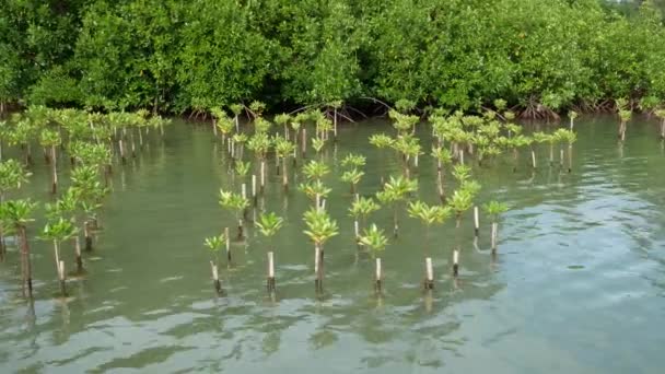 マングローブは海の端に川のほとりにインド太平洋地域で発見されます マングローブは通常地面の上多数絡み合った根を持っており 濃い茂みを形成 — ストック動画