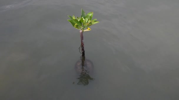 Mangrove Folyók Partján Szélén Tenger Indo Csendes Óceáni Régióban Található — Stock videók