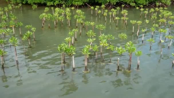 マングローブは海の端に川のほとりにインド太平洋地域で発見されます マングローブは通常地面の上多数絡み合った根を持っており 濃い茂みを形成 — ストック動画