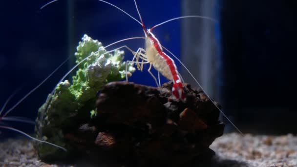 Marine Shrimp Lysmata Amboinensis Cleaner Shrimp Beautiful Small Shrimp Fish — Stock Video