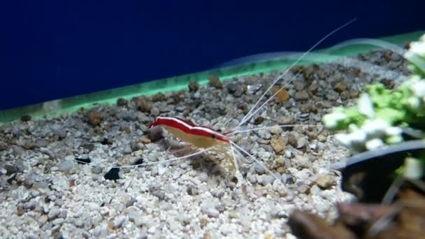 Deniz Lysmata Amboinensis Temiz Karides Karides Güzel Küçük Karides Balık — Stok video