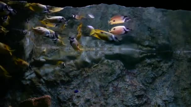 水生の装飾に水族館の美しい魚の植物の背景 魚の水槽にカラフルな魚 — ストック動画