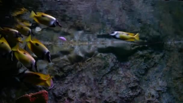 Piękne Ryby Akwarium Dekoracji Wodnych Roślin Podłoże Kolorowe Ryby Akwarium — Wideo stockowe