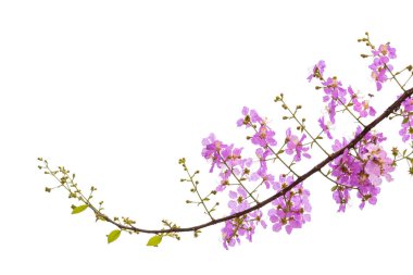 Lagerstroemia floribunda çiçek, olarak da bilinen Tay krep myrtle ve kedah bungor, bir Lythraceae ailesindeki çiçekli bitki türüdür. Güneydoğu Asya'nın tropikal bölgenin yerli