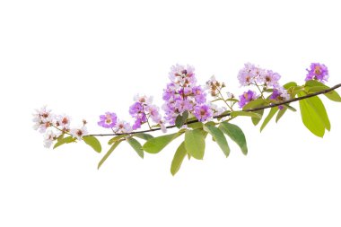Lagerstroemia floribunda çiçek, olarak da bilinen Tay krep myrtle ve kedah bungor, bir Lythraceae ailesindeki çiçekli bitki türüdür. Güneydoğu Asya'nın tropikal bölgenin yerli