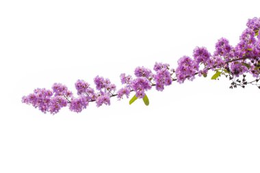 Lagerstroemia floribunda çiçek, olarak da bilinen Tay krep myrtle ve kedah bungor, bir Lythraceae ailesindeki çiçekli bitki türüdür. Güneydoğu Asya'nın tropikal bölgenin yerli