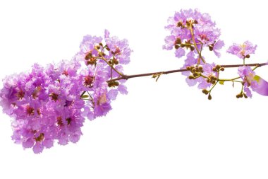 Lagerstroemia floribunda çiçek, olarak da bilinen Tay krep myrtle ve kedah bungor, bir Lythraceae ailesindeki çiçekli bitki türüdür. Güneydoğu Asya'nın tropikal bölgenin yerli