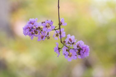 Lagerstroemia floribunda çiçek, olarak da bilinen Tay krep myrtle ve kedah bungor, bir Lythraceae ailesindeki çiçekli bitki türüdür. Güneydoğu Asya'nın tropikal bölgenin yerli