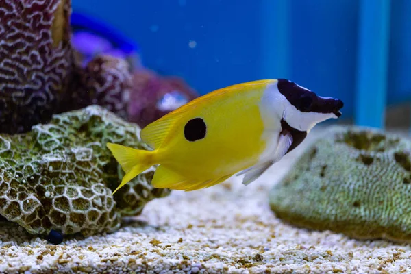 Feche Belo Peixe Aquário Decoração Fundo Fábricas Aquáticas Peixe Colorido — Fotografia de Stock