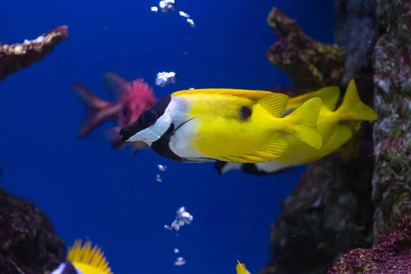 Close up beautiful fish in the aquarium on decoration of aquatic plants background. A colorful  fish in fish tank.