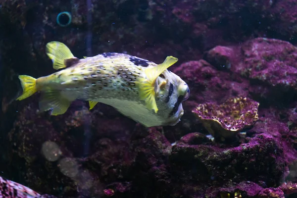 Close up beautiful fish in the aquarium on decoration of aquatic plants background. A colorful  fish in fish tank.