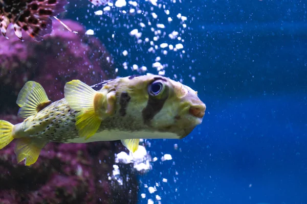 Chiuda Bei Pesci Nell Acquario Decorazione Sfondo Piante Acquatico Pesce — Foto Stock