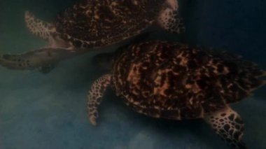 Havuz Deniz kaplumbağaları. 