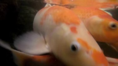 Süslü Carps balık ya da Koi balık gölet, renkli dekoratif balık float yapay bir havuzda yüzmek.