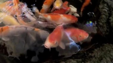 Süslü Carps balık ya da Koi balık gölet, renkli dekoratif balık float yapay bir havuzda yüzmek.