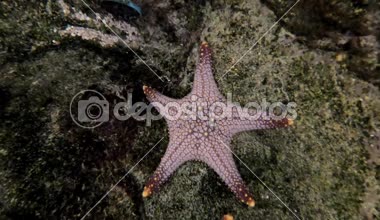 Fish tank yıldız balık kapatın.