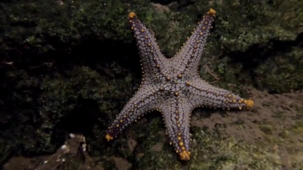 关闭鱼缸中的星鱼 — 图库视频影像