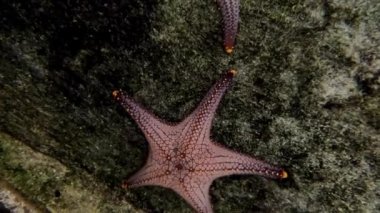 Fish tank yıldız balık kapatın.