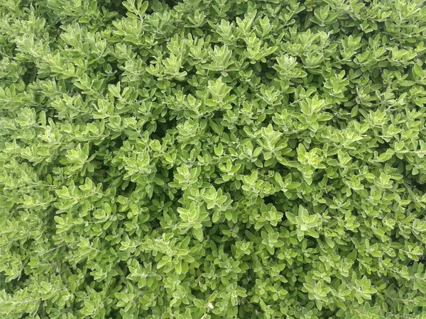 Folhas Verdes Claras Textura Plantas Ornamentais — Fotografia de Stock