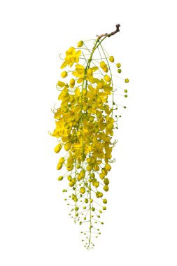 Beyaz arkaplanda izole edilmiş sarı çiçek.