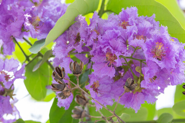 Lagerstroemia floribunda flower, also known as Thai crape myrtle and kedah bungor, is a species of flowering plant in the Lythraceae family. It is native of the tropical region of Southeast Asia