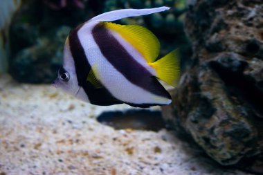 Güzel balık içinde belgili tanımlık akvaryum dekorasyon su üzerinde arka plan bitki. Mercan sualtı deniz parlak kırmızı çizgili balık.