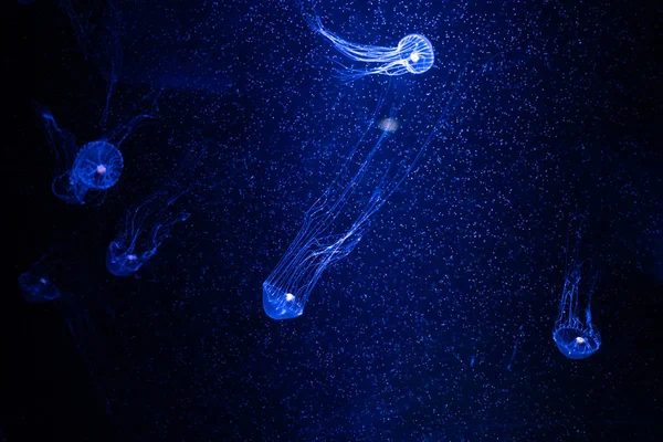 Jellyfish Primer Plano Medusa Pecera Con Luz Neón Las Medusas — Foto de Stock