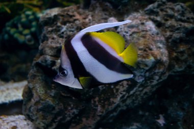 Güzel balık içinde belgili tanımlık akvaryum dekorasyon su üzerinde arka plan bitki. Mercan sualtı deniz parlak kırmızı çizgili balık.