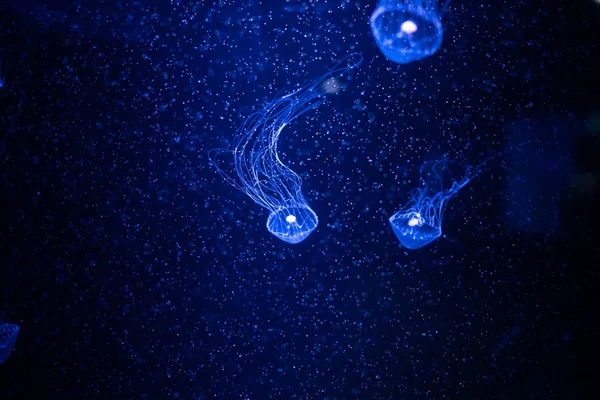 Detail Medúzy Medusa Akváriu Neon Světlem Medúza Larvální Mořských Coelenterate — Stock fotografie