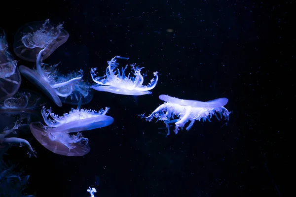 Jellyfish Close Medusa Tanque Peixe Com Luz Néon Medusa Coelenterato — Fotografia de Stock