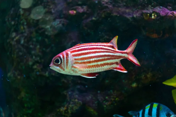 Detailní Záběr Krásné Ryby Akváriu Zdobení Vodních Rostlin Pozadí Barevné — Stock fotografie