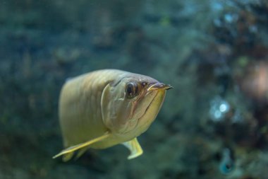 İçinde belgili tanımlık akvaryum su dekorasyon güzel balık yakın bitkiler arka plan. Renkli balık balık tank.