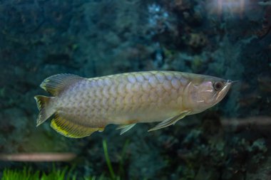 İçinde belgili tanımlık akvaryum su dekorasyon güzel balık yakın bitkiler arka plan. Renkli balık balık tank.