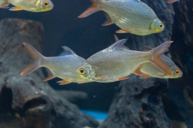 İçinde belgili tanımlık akvaryum su dekorasyon güzel balık yakın bitkiler arka plan. Renkli balık balık tank.