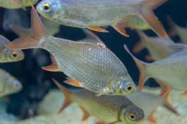 İçinde belgili tanımlık akvaryum su dekorasyon güzel balık yakın bitkiler arka plan. Renkli balık balık tank.