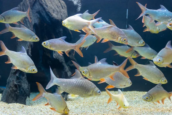 Close Beautiful Fish Aquarium Decoration Aquatic Plants Background Colorful Fish — Stock Photo, Image