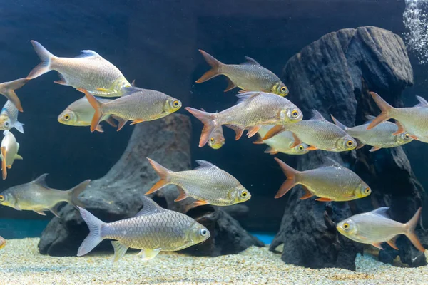 Κοντινό Πλάνο Όμορφα Ψάρια Στο Ενυδρείο Για Διακόσμηση Των Υδρόβιων — Φωτογραφία Αρχείου