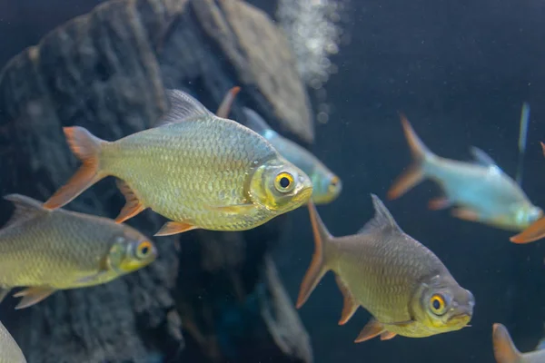 Close up beautiful fish in the aquarium on decoration of aquatic plants background. A colorful  fish in fish tank.