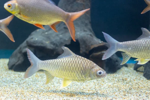 Close Beautiful Fish Aquarium Decoration Aquatic Plants Background Colorful Fish — Stock Photo, Image