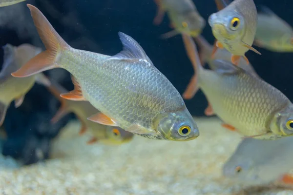 Close up beautiful fish in the aquarium on decoration of aquatic plants background. A colorful  fish in fish tank.