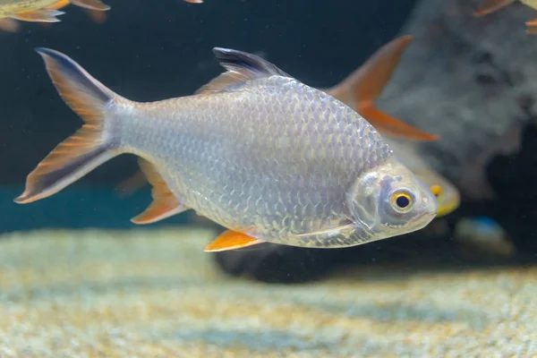 Chiuda Bei Pesci Nell Acquario Decorazione Sfondo Piante Acquatico Pesce — Foto Stock