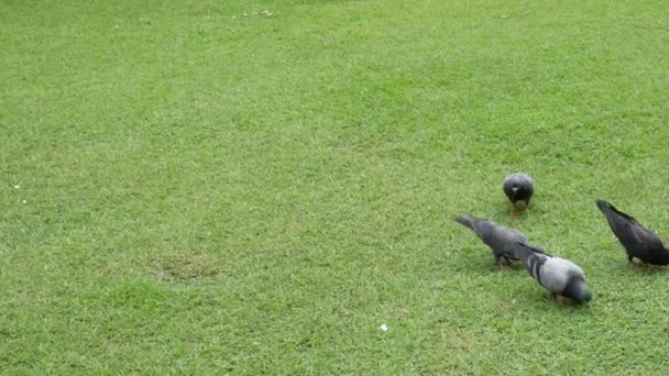 Colombe Manger Nourriture Sur Une Pelouse Verte Dans Journée — Video