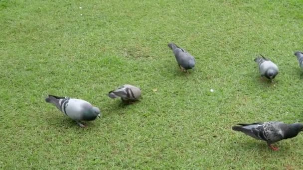 Colombe Manger Nourriture Sur Une Pelouse Verte Dans Journée — Video