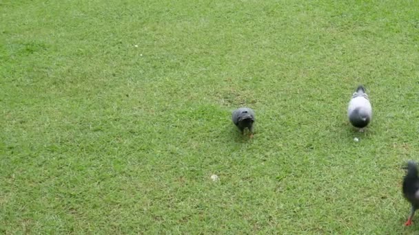 Colombe Manger Nourriture Sur Une Pelouse Verte Dans Journée — Video